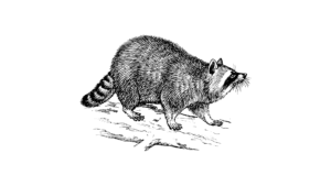 Westfort Pest Control and Wildlife Management raccoon