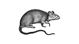 Westfort Pest Control and Wildlife Management rat