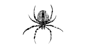 Westfort Pest Control and Wildlife Management spider