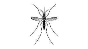 Westfort Pest Control and Wildlife Management mosquito