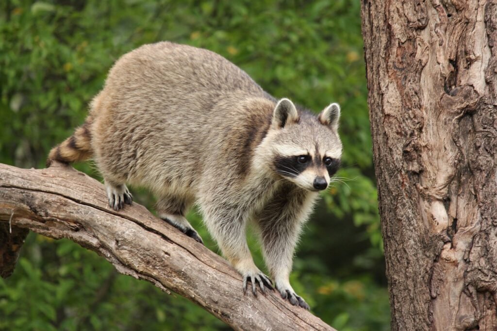 raccoon, wildlife, animal-.jpg