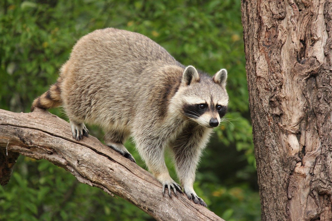 raccoon, wildlife, animal-.jpg