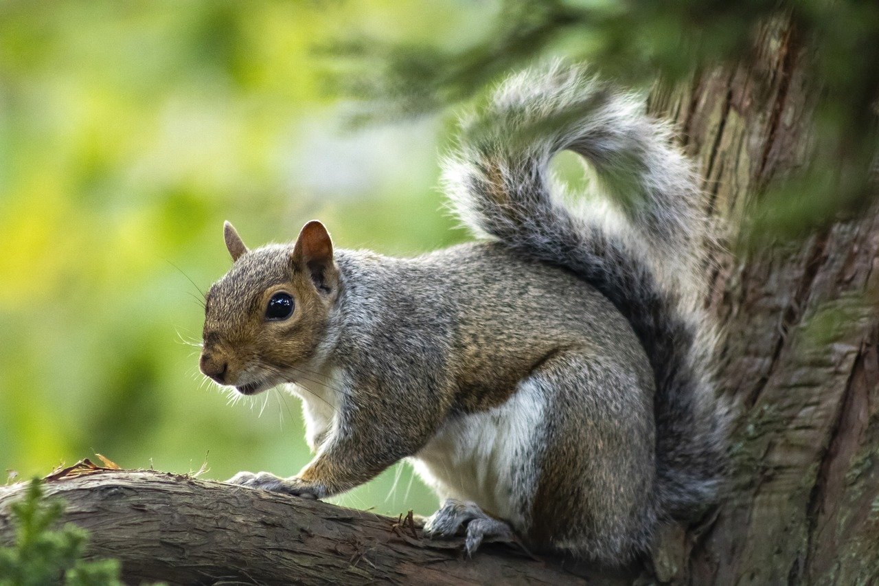 squirrel, rodent, tree-8211238.jpg