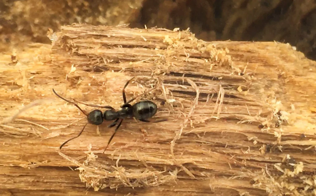 A close up of a carpenter ant on wood